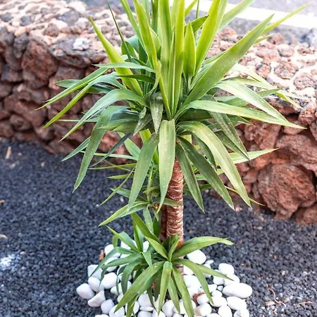 Malva Corralejo